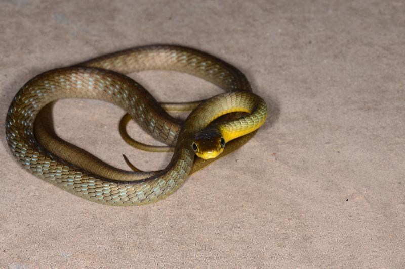 Common_Tree_Snake__Dendrelaphis_Punctulatus__137.jpg