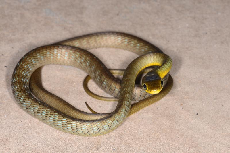 Common_Tree_Snake__Dendrelaphis_Punctulatus__138.jpg