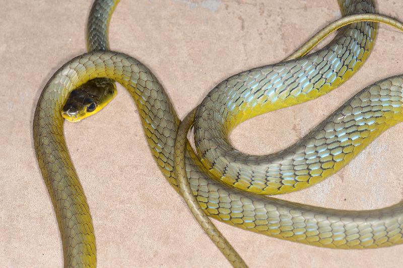 Common_Tree_Snake__Dendrelaphis_Punctulatus__140.jpg