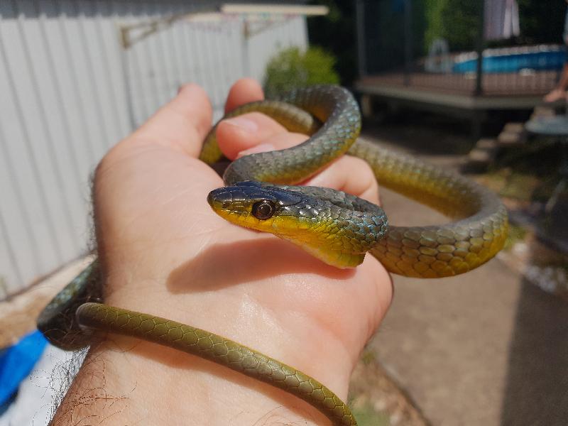 Common_Tree_Snake__Dendrelaphis_Punctulatus__155.jpg