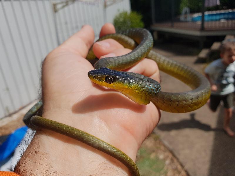 Common_Tree_Snake__Dendrelaphis_Punctulatus__156.jpg