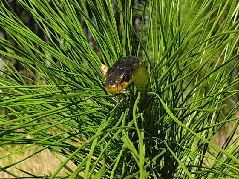 Common_Tree_Snake__Dendrelaphis_Punctulatus__174.jpg