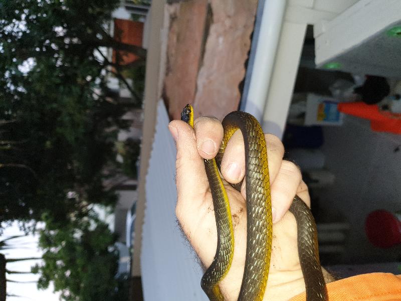 Common_Tree_Snake__Dendrelaphis_Punctulatus__176.jpg