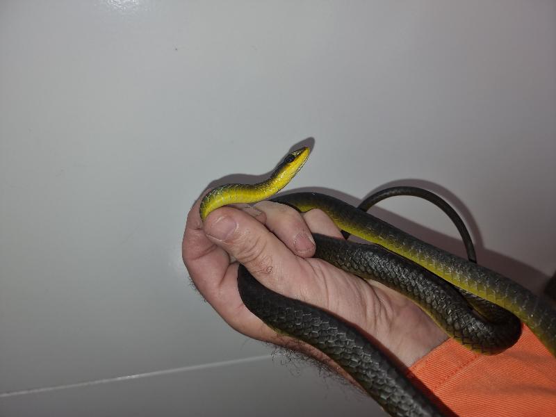 Common_Tree_Snake__Dendrelaphis_Punctulatus__196.jpg