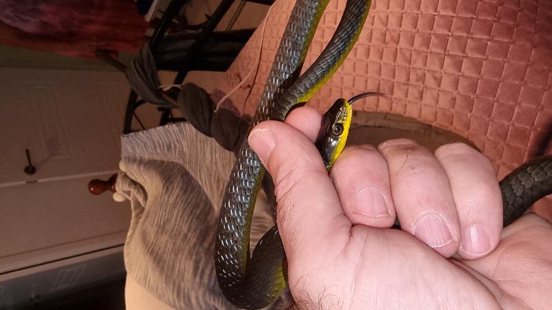 Common_Tree_Snake__Dendrelaphis_Punctulatus__213.jpg