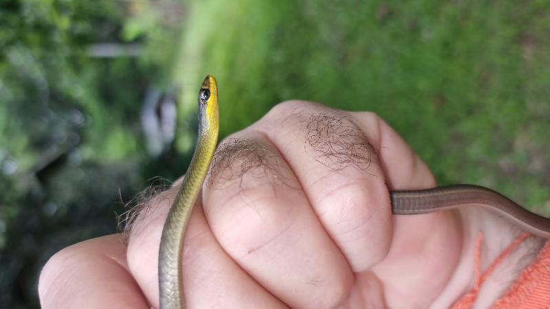 Common_Tree_Snake__Dendrelaphis_Punctulatus__214.jpg