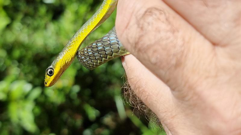 Common_Tree_Snake__Dendrelaphis_Punctulatus__219.jpg