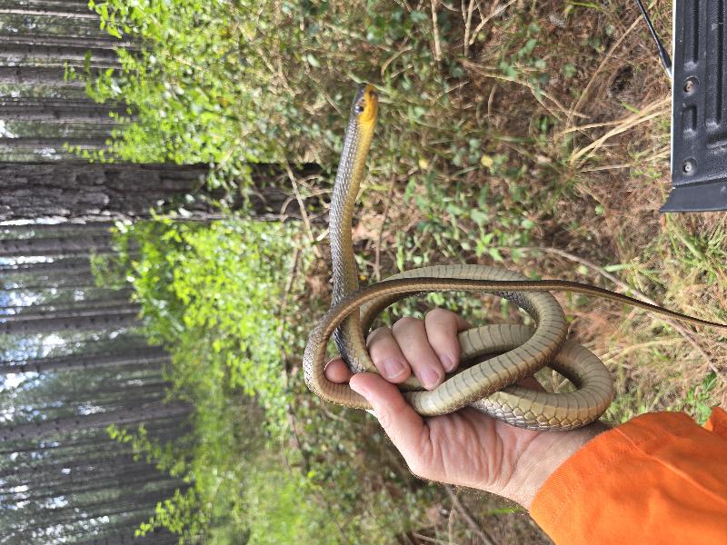 Common_Tree_Snake__Dendrelaphis_Punctulatus__230.jpg