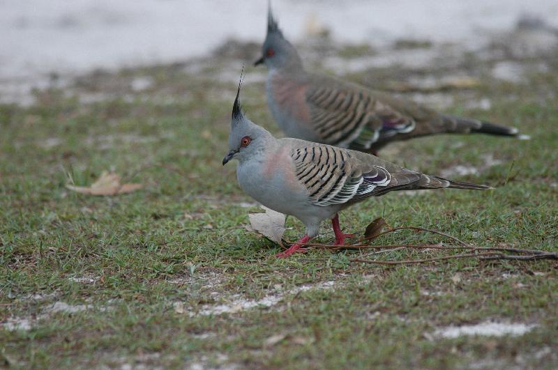Crested_Pigeon__Ocyphaps_lophotes__001.jpg