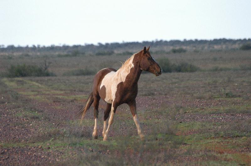 Domestic_Horse__Equus_ferus_caballus__004.jpg
