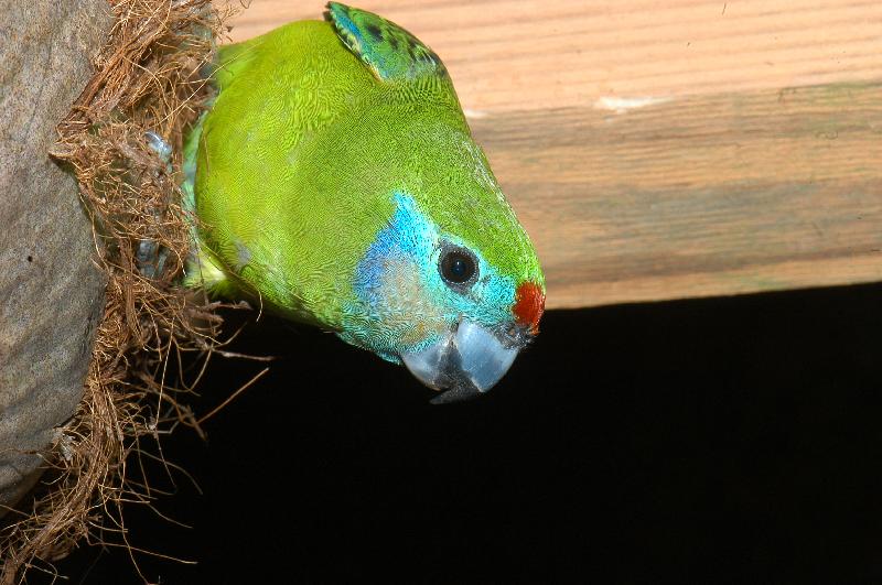 Double-eyed_Fig-Parrot__Cyclopsitta_diophthalma__003.jpg