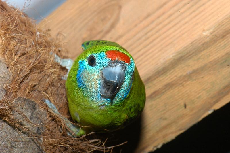 Double-eyed_Fig-Parrot__Cyclopsitta_diophthalma__004.jpg