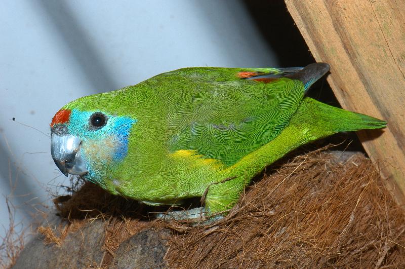 Double-eyed_Fig-Parrot__Cyclopsitta_diophthalma__005.jpg