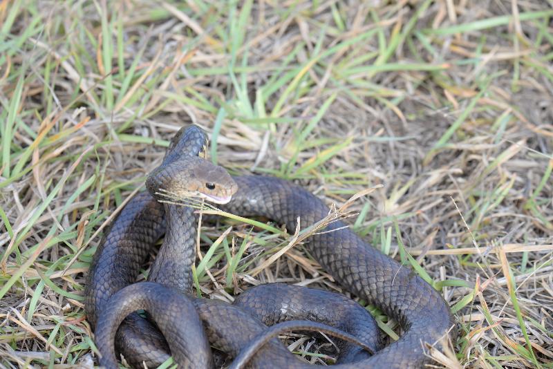 Eastern_Brown_Snake__Pseudonaja_textilis__051.jpg