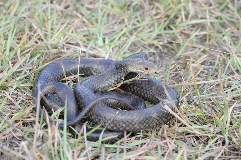 Eastern_Brown_Snake__Pseudonaja_textilis__052.jpg