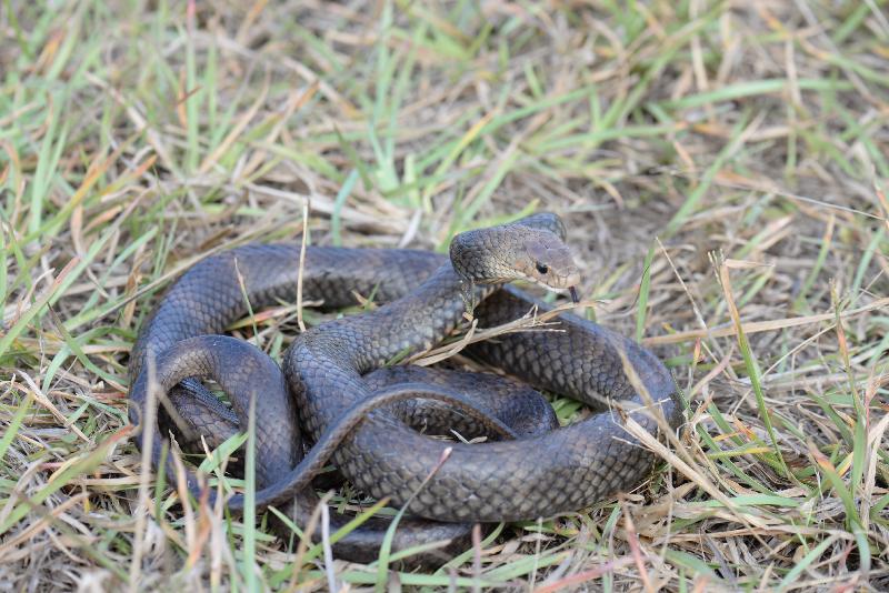 Eastern_Brown_Snake__Pseudonaja_textilis__053.jpg