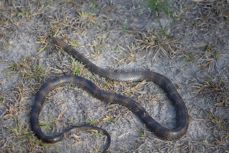 Eastern_Brown_Snake__Pseudonaja_textilis__056.jpg