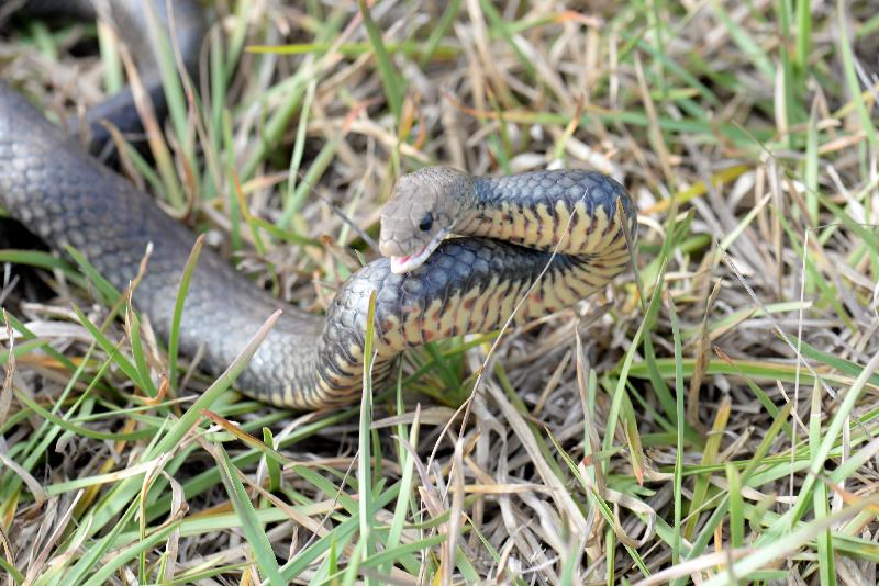 Eastern_Brown_Snake__Pseudonaja_textilis__057.jpg