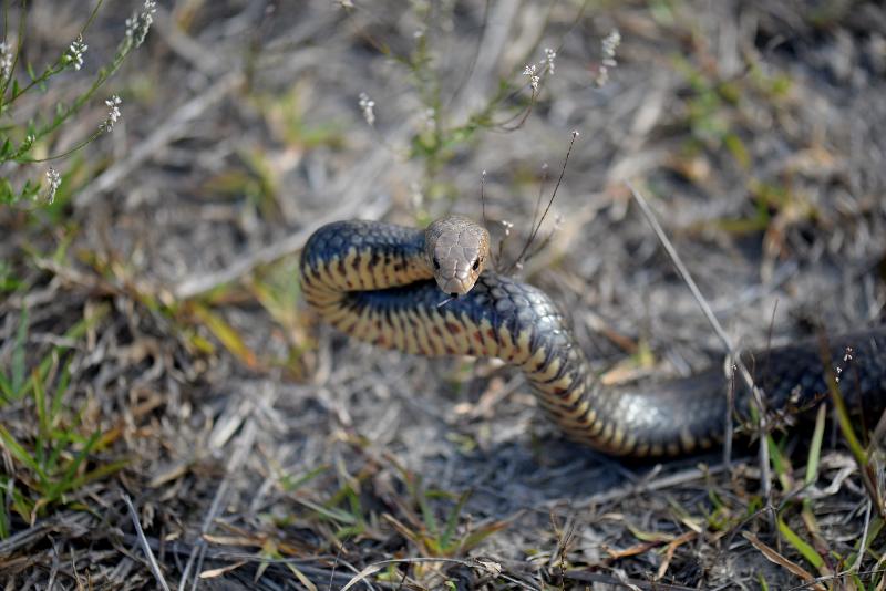 Eastern_Brown_Snake__Pseudonaja_textilis__058.jpg