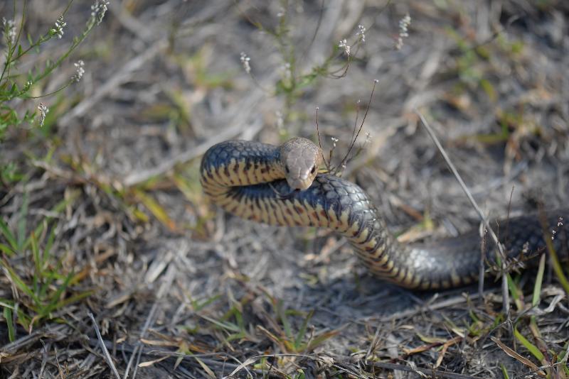 Eastern_Brown_Snake__Pseudonaja_textilis__059.jpg