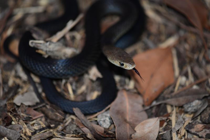 Eastern_Brown_Snake__Pseudonaja_textilis__060.jpg