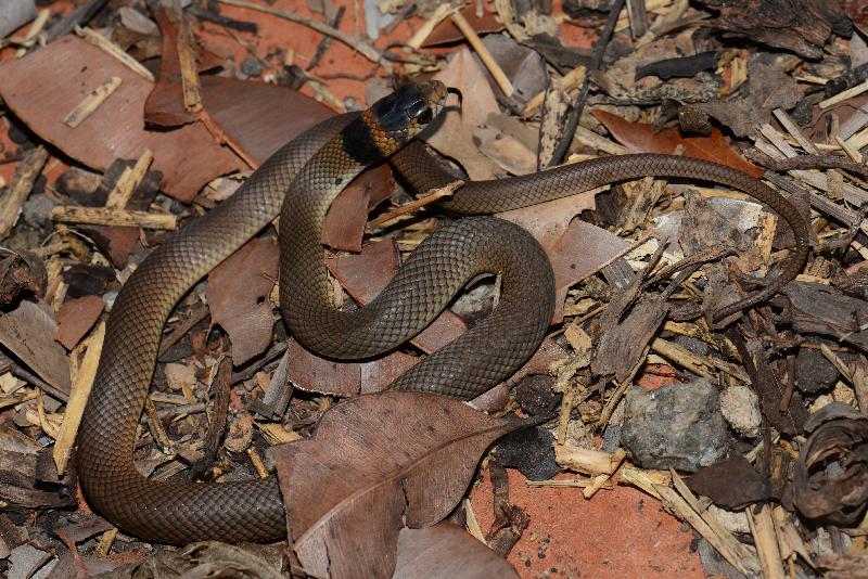 Eastern_Brown_Snake__Pseudonaja_textilis__065.jpg