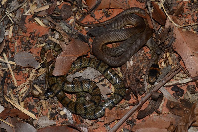 Eastern_Brown_Snake__Pseudonaja_textilis__071.jpg