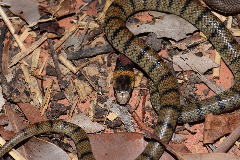 Eastern_Brown_Snake__Pseudonaja_textilis__072.jpg