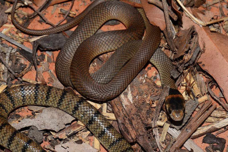 Eastern_Brown_Snake__Pseudonaja_textilis__073.jpg