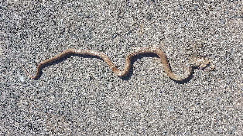 Eastern_Brown_Snake__Pseudonaja_textilis__080.jpg