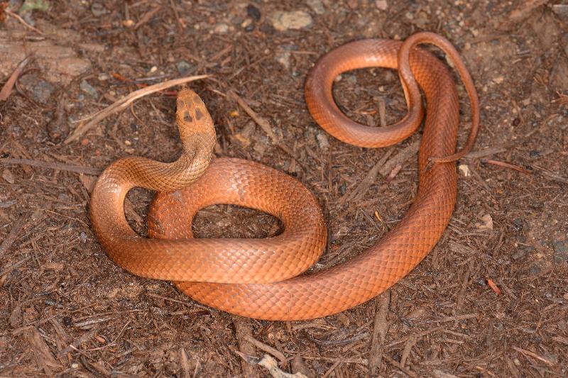 Eastern_Brown_Snake__Pseudonaja_textilis__084.jpg