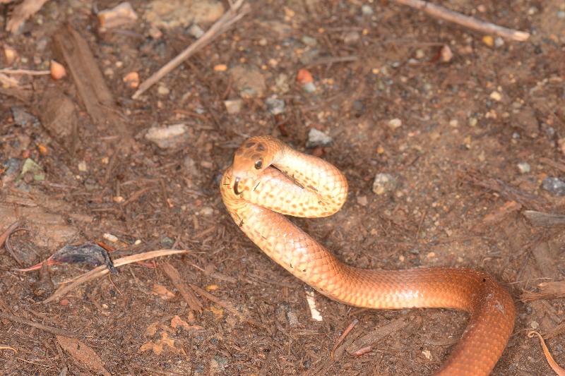 Eastern_Brown_Snake__Pseudonaja_textilis__087.jpg