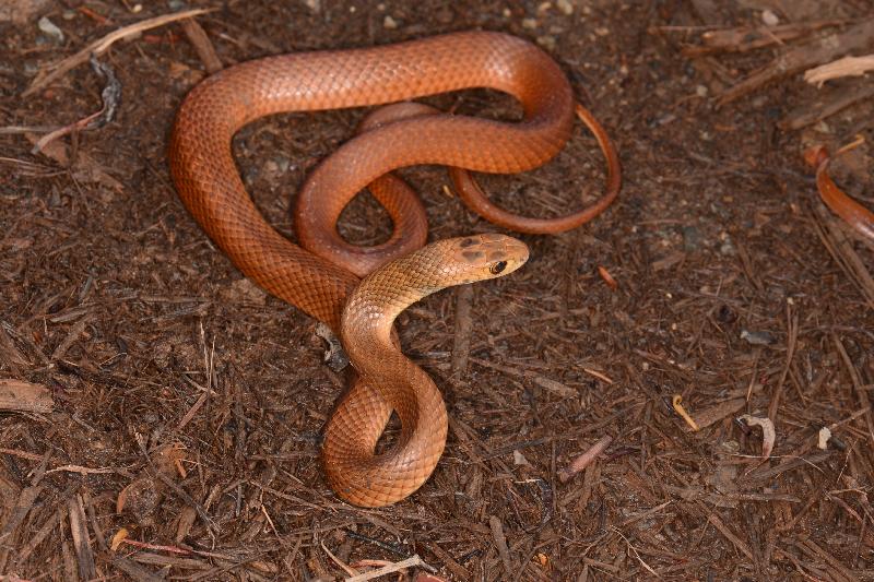 Eastern_Brown_Snake__Pseudonaja_textilis__088.jpg