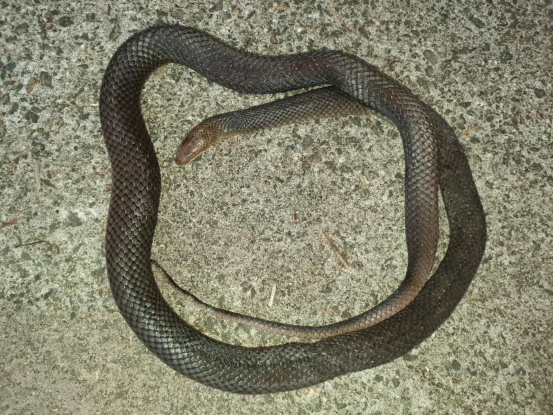 Eastern_Brown_Snake__Pseudonaja_textilis__093.jpg