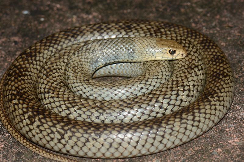 Eastern_Brown_Snake__Pseudonaja_textilis__095.jpg