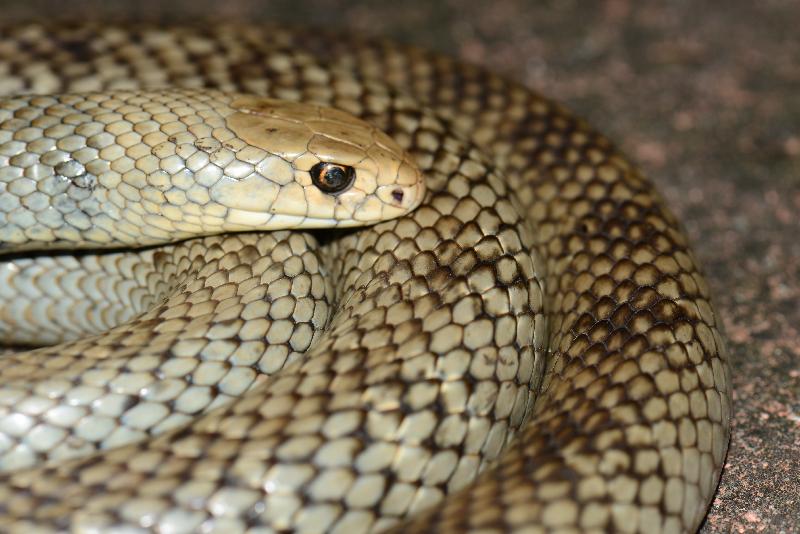 Eastern_Brown_Snake__Pseudonaja_textilis__096.jpg