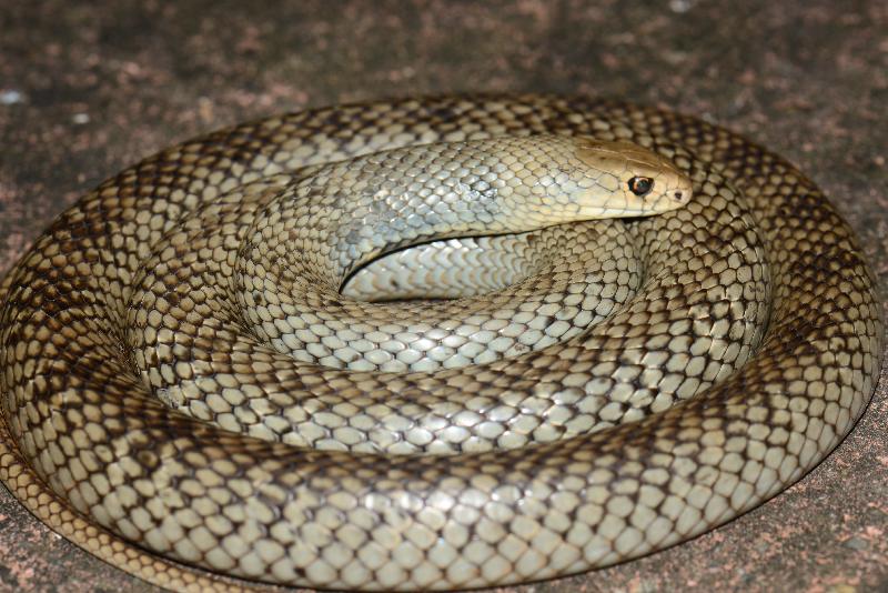 Eastern_Brown_Snake__Pseudonaja_textilis__097.jpg