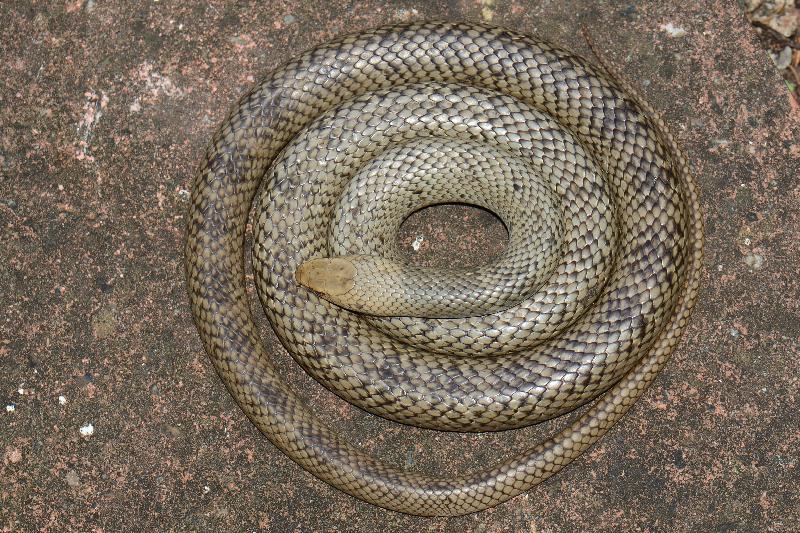 Eastern_Brown_Snake__Pseudonaja_textilis__099.jpg