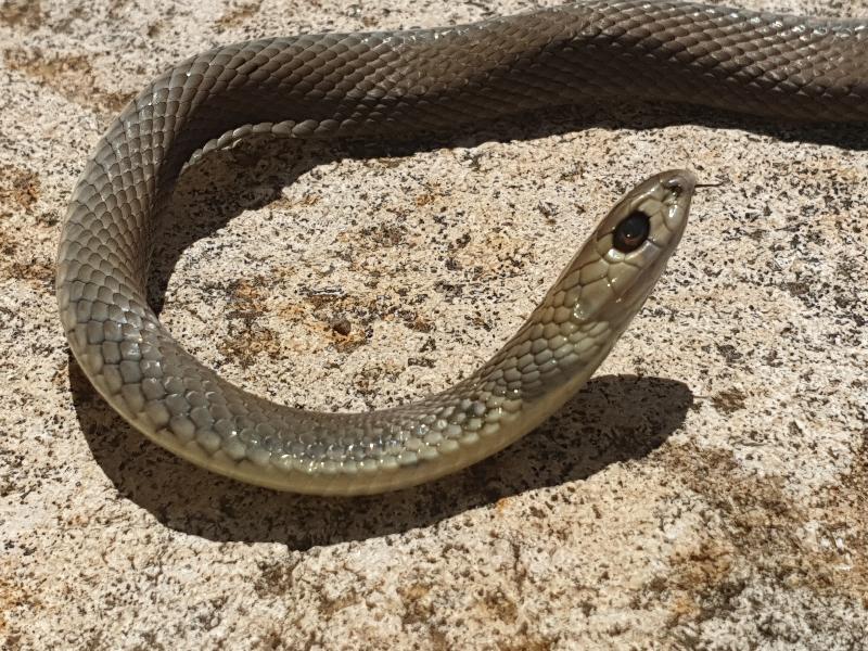 Eastern_Brown_Snake__Pseudonaja_textilis__101.jpg