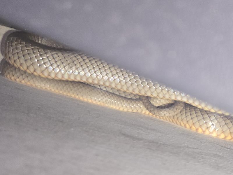 Eastern_Brown_Snake__Pseudonaja_textilis__113.jpg