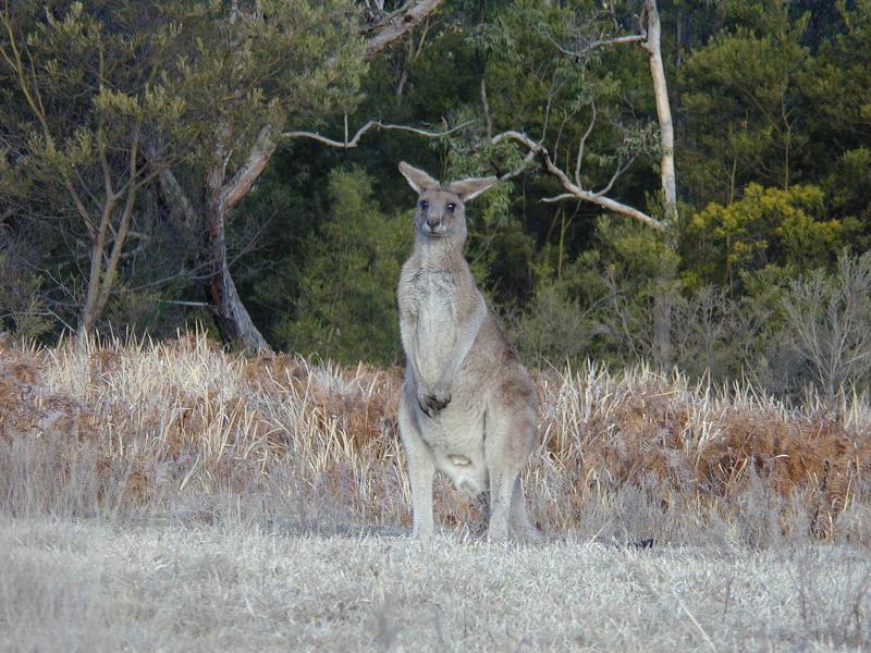 Eastern_Grey_Kangaroo__Macropus_giganteus__004.jpg