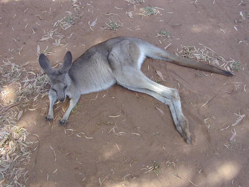 Eastern_Grey_Kangaroo__Macropus_giganteus__008.jpg