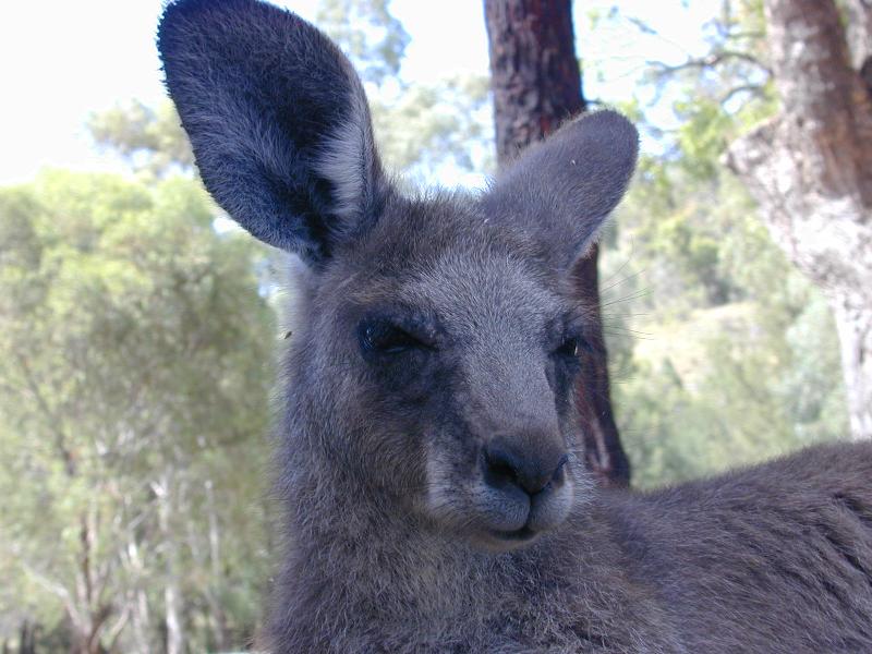 Eastern_Grey_Kangaroo__Macropus_giganteus__009.jpg
