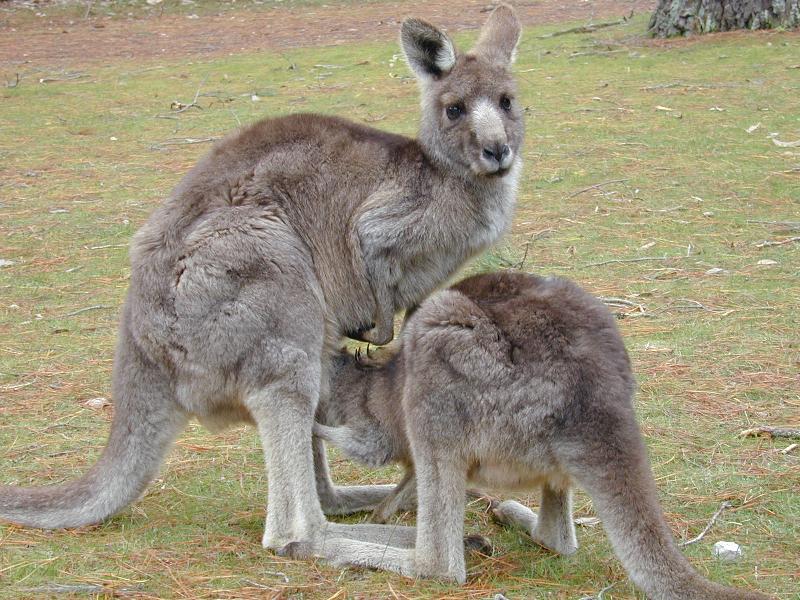 Eastern_Grey_Kangaroo__Macropus_giganteus__011.jpg