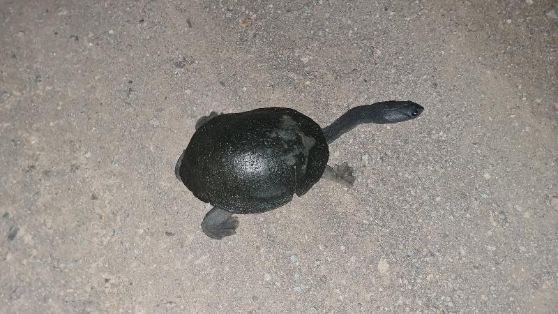 Eastern_Long-Necked_Turtle__Chelodina_longicollis__003.jpg