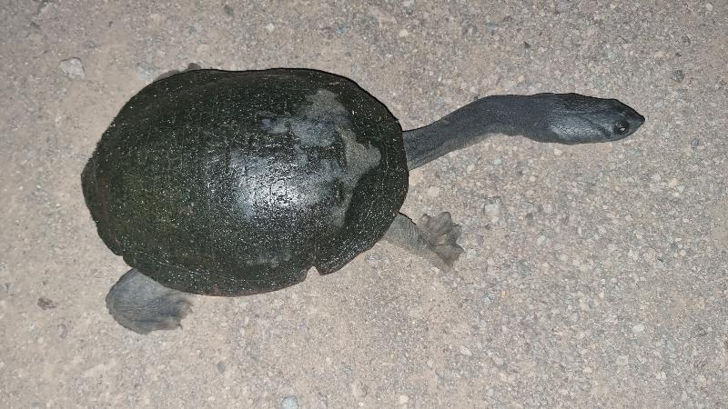 Eastern_Long-Necked_Turtle__Chelodina_longicollis__004.jpg