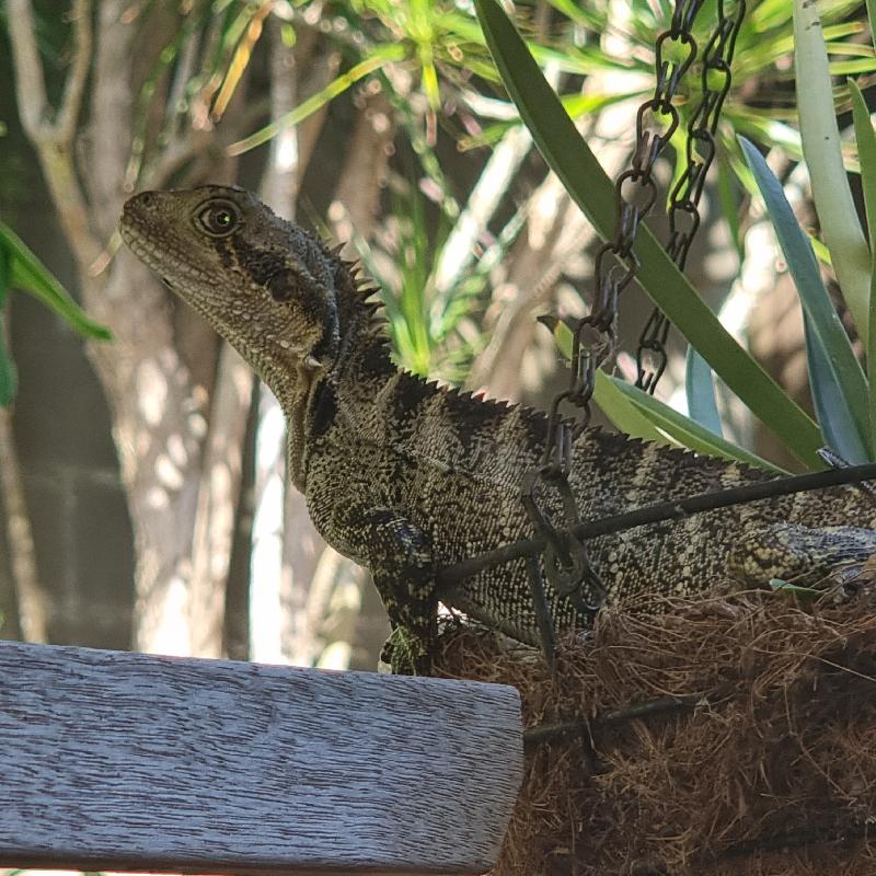 Eastern_Water_Dragon__Physignathus_lesueurii__089.jpg