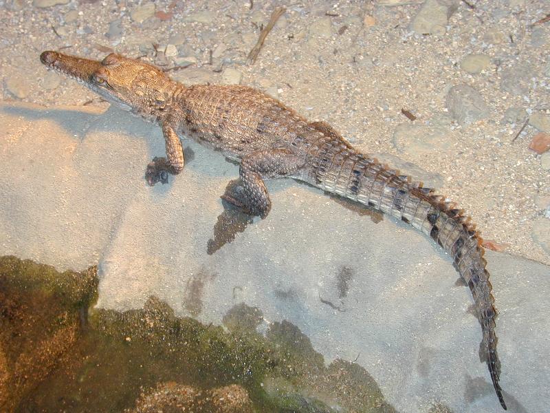 Freshwater_Crocodile__Crocodylus_johnstoni__002.jpg