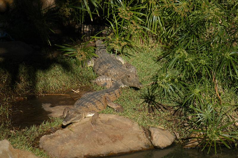 Freshwater_Crocodile__Crocodylus_johnstoni__006.jpg