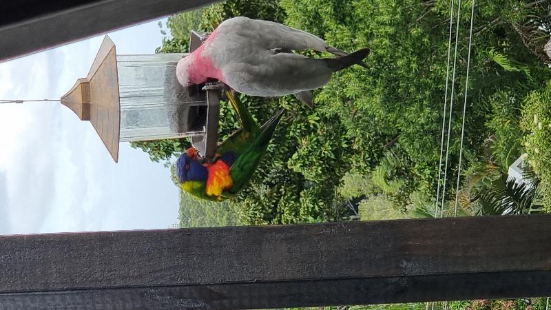 Galah__Eolophus_roseicapillus__026.jpg